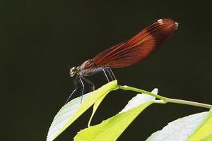 ミヤマカワトンボ・深山川蜻蛉 - 野の風に吹かれて