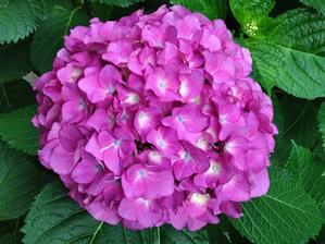 紫陽花の色様々 - 作家・佐伯香也子のブログ