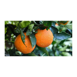  Discovering the Health Benefits of Oranges - 