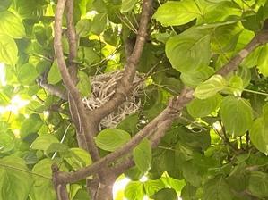 鳥の巣作り - thyme garden