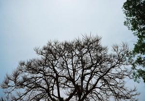 トゲトゲの木 - のんびりカメラ