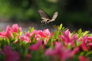 初夏の蝶 - 