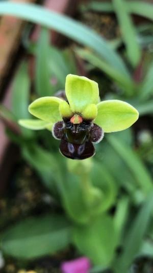 Ophrys bombyliflora - 