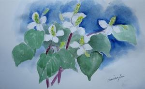 庭のドクダミ - 水彩画Misako花のパレット