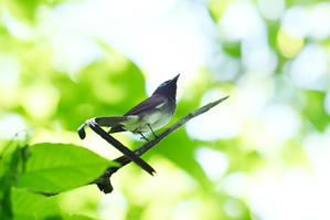 初夏の新緑の中.....サンコウチョウ - 新　鳥さんと遊ぼう　