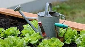 Basic Needs for Home Gardening - 