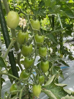 新じゃがいも　トマトがやってきます - 鎌倉オステリアジョイア　日々の自家畑作業＆収穫した野菜の料理をＵＰしていきます