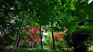 植物園の緑地帯にて - 彩りの四季を巡りて
