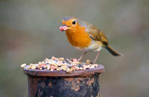 Feeding and Nutrition Tips for Various Bird Breeds - 