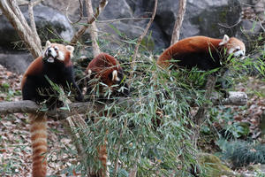 寒空の下でも元気いっぱい！レッサーパンダ「シンファ＆メイファ」と「タオファ」母さん（多摩動物公園 December 2021） - 続々・動物園ありマス。