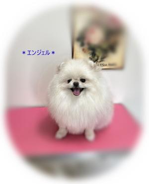  - 犬のしっぽ　Gallery!