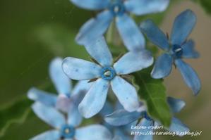 5月末の我が家の庭　＃２　青い星（ブルースター）　 - 