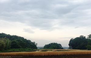 麦畑のある風景 - ときどき葦笛