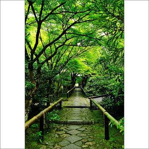 緑のトンネル - Higemasa's Photo Gallery