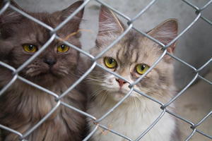 Which cat rescue initiatives focus on specialized care for senior felines? - 