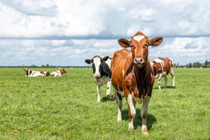 Can cow rescue efforts contribute to sustainable farming practices? - 