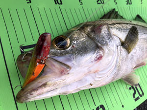 ご近所シーバス2024：乱牙でシーバスの捕食スイッチをオン！ - メカニコの釣り雑記帳