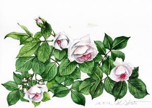 ピンクのバラ - 絵日記