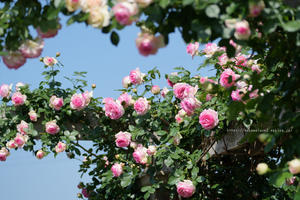 バラ公園（中野市一本木公園）のバラたち - 野沢温泉とその周辺いろいろ２