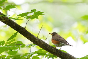 信越自然郷の鳥たち　アカハラ - 野沢温泉とその周辺いろいろ２