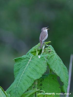 コヨシキリ　Black-browed Reed Warbler - 