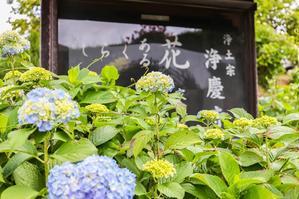 浄慶寺に紫陽花の下見 - 