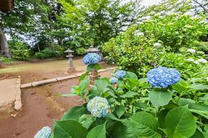浄慶寺に紫陽花の下見 - 