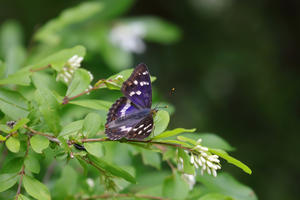 コムラサキ（黒色型）　他 - Lycaenidaeの蝶鳥撮影日記
