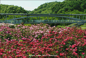 私の見たい花景色　10 - Photo.Color