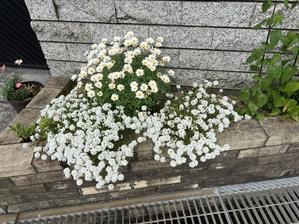 白い花壇 - 「今日の一枚」