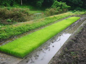 熊本県菊池市産の無農薬栽培のお米『にこまる』令和6年の米作りスタート！令和5年度のお米は残りわずか！早い者勝ち！ - ＦＬＣパートナーズストア