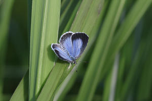  - Lycaenidaeの蝶鳥撮影日記