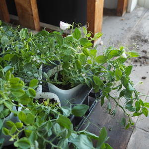 野菜苗が落ち着いたので、また色々入荷しました - sola og planta ハーブを育てながら