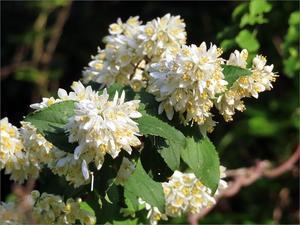 散歩道に咲く花ーウツギまたは卯の花、テイカカズラ、オオキンケイギク、トケイソウなど（2024.05.30） - Photo Letters