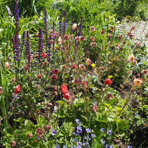 宿根草ガーデン（5月下旬） - sola og planta ハーブを育てながら