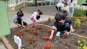 ５月３０日　きれいな花壇ありがとう - 笑顔輝く 六郷小学校ブログ