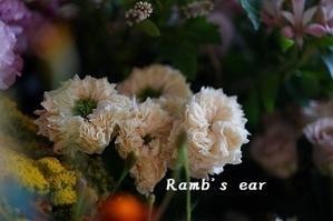  - Ramb's ear　  ﾗﾑｽﾞｲﾔｰ　　　　　　