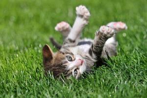 Indoor vs. Outdoor Cats: Pros and Cons of Each Lifestyle - 