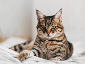 Cats and Mental Health: How Cats Can Provide Emotional Support and Comfort - 