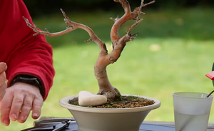 Bonsai tree pruning | Deciding which branches to prune - 