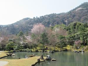 京都の風に吹かれて・天龍寺「春の百花苑」に咲く花　1 - 京都の風に吹かれて