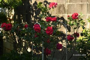 五月の薔薇 - 俺の心旅