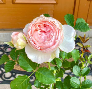 バラ『エレーヌ～Helene～』が咲きました♪と、ブルームスラプラージュも咲きました♡ - 薪割りマコのバラの庭