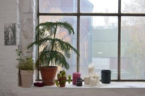 窓辺の驚異: アパート居住者のための屋内でのハーブ栽培 - 