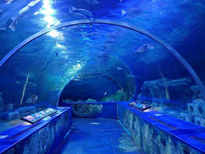 しながわ水族館「トンネル水槽」～イヌザメとダイバーのお姉さん（January 2022） - 続々・動物園ありマス。