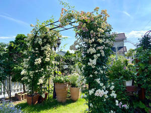 明日はまた雨、花後剪定が終わらない(T . T) - 薪割りマコのバラの庭