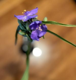 その花の名は「露草」。雑草だそうだが、ますます気に入った♪ - Isao Watanabeの'Spice of Life'.