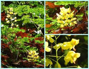 『釜ヶ滝周辺の花や木々と鳥と蜻蛉と蝶』 - 