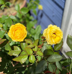 殺ダニ剤単独散布♪と、バラの2番花♡と、可愛いすぎるうさぎさん✨ - 薪割りマコのバラの庭