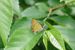  - Lycaenidaeの蝶鳥撮影日記